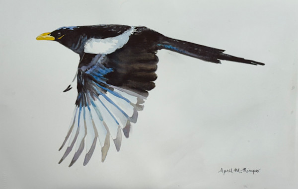 Yellow Beaked Magpie - Demo by April Rimpo