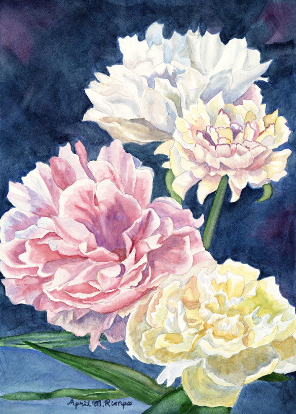 Peonies (Limited Edition Giclee Print on Canvas 14" X 10" #1 of 50 by April Rimpo