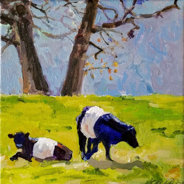Dutch Belted Cattle by Rachel Catlett