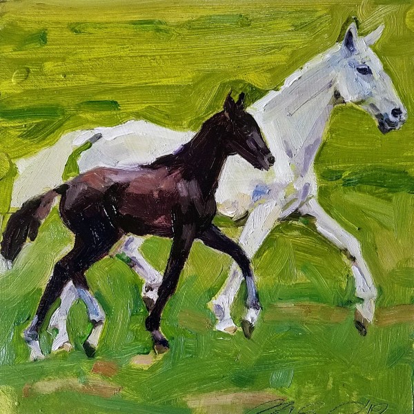 Lippazaner Horses by Rachel Catlett