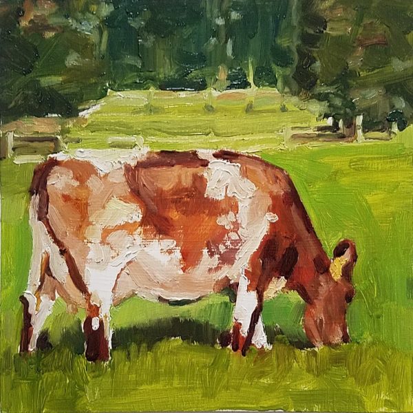 Heritage Shorthorn Cow by Rachel Catlett