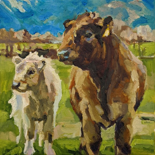 Galloway Cattle by Rachel Catlett