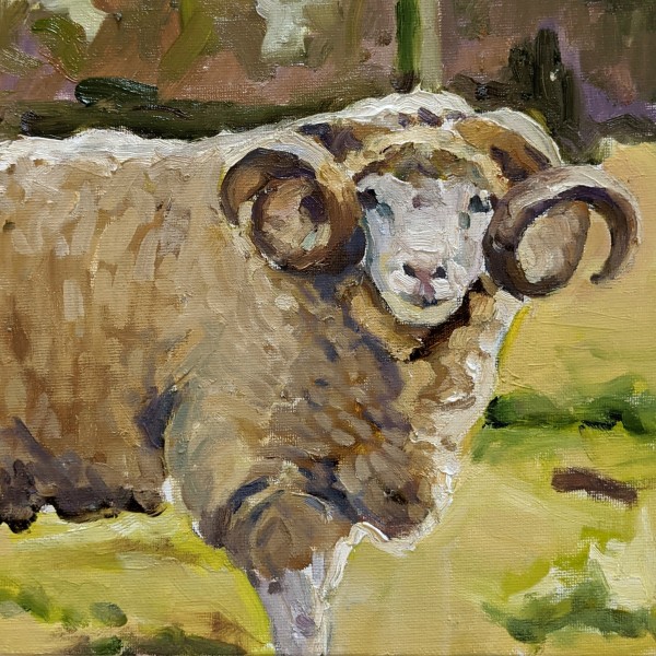 Dorset Horned Sheep by Rachel Catlett
