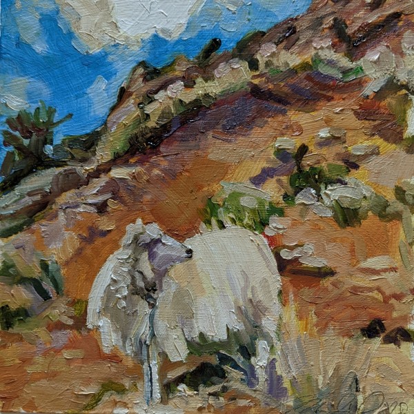 Navajo Churro Sheep by Rachel Catlett