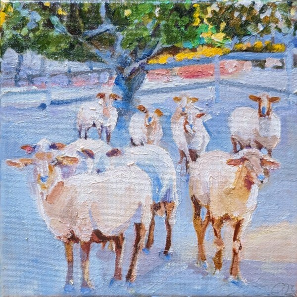 California Red Sheep by Rachel Catlett