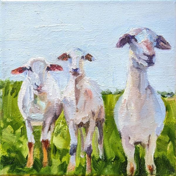 St. Croix Lambs by Rachel Catlett
