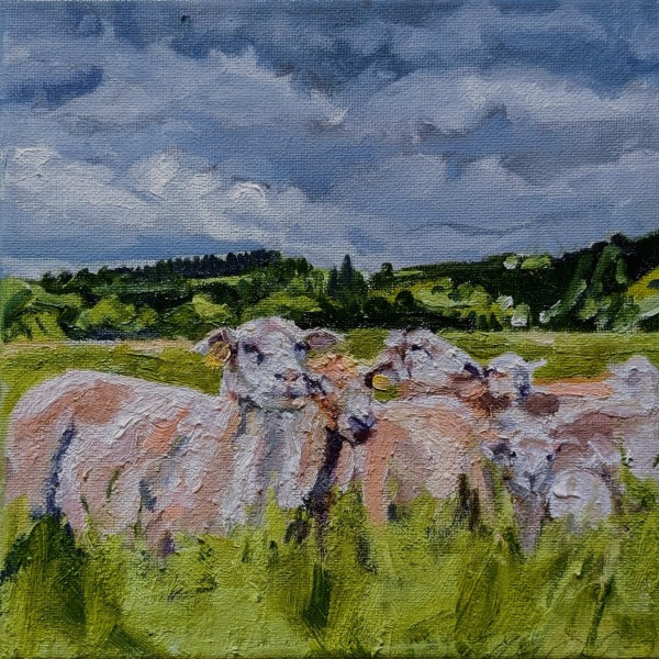 Katahdin Sheep by Rachel Catlett