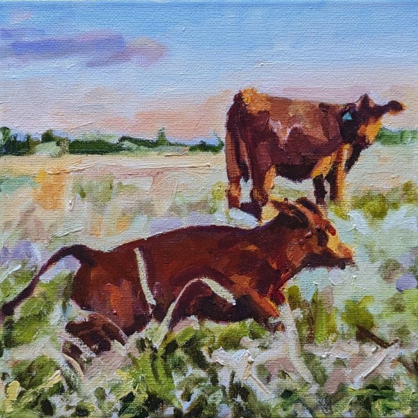 SouthPoll Cattle by Rachel Catlett