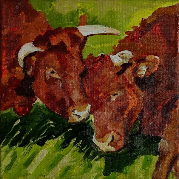 Red Devon Cattle