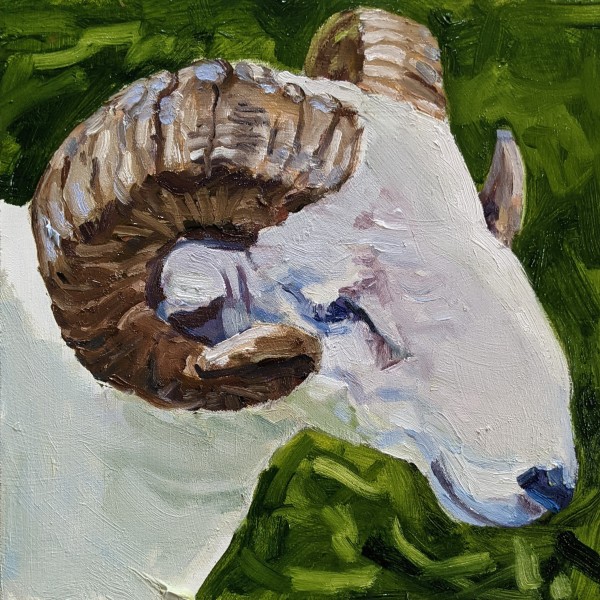 Wiltshire Horn by Rachel Catlett