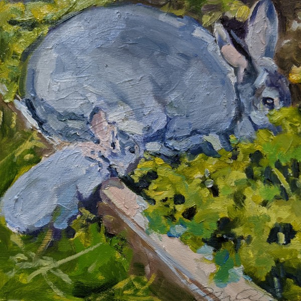 American Chinchilla by Rachel Catlett