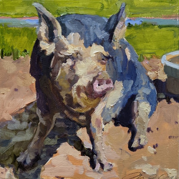 Ossabaw Island Hog
