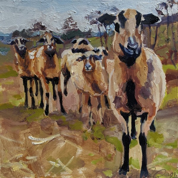 Barbados Black Belly Sheep by Rachel Catlett