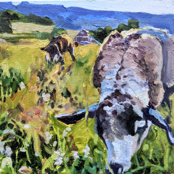 Romeldale CVM Sheep by Rachel Catlett