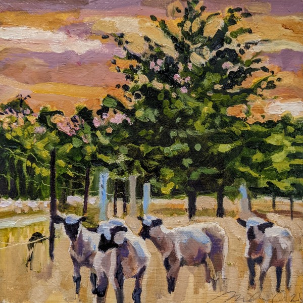 Shropshire Sheep by Rachel Catlett