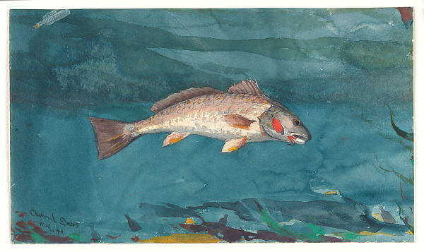 Fish by Winslow Homer