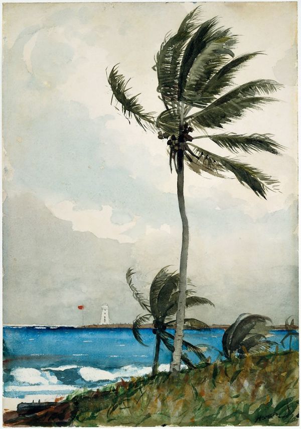 Palm Tree, Nassau by Winslow Homer