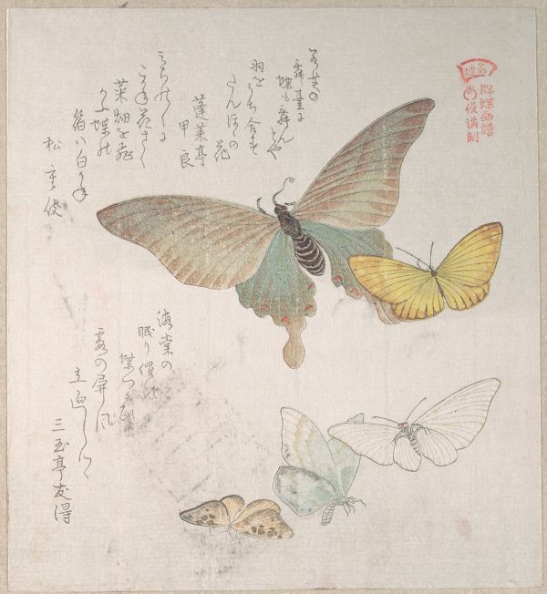 Various Moths and Butterflies by Kubo Shunman