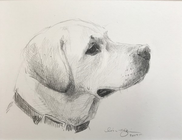 Labrador by Lisa Gleim