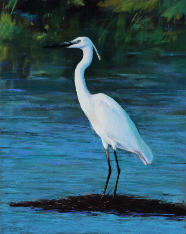 Standing Little Egret by Lisa Gleim