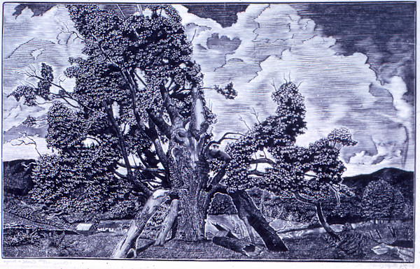 Dying Sugarbush by August Cook