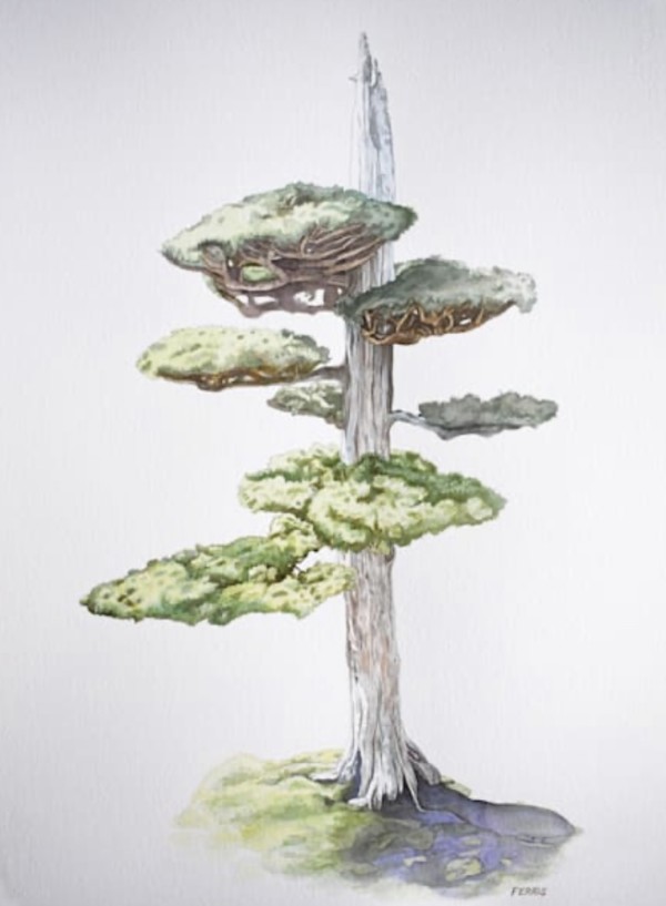Juniper Bonsai by Rodger Ferris