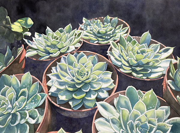 Succulents by Rodger Ferris
