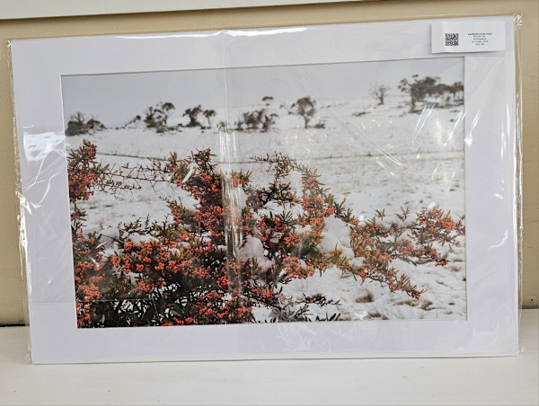 Red Berries in the Snow by Wanda Lach
