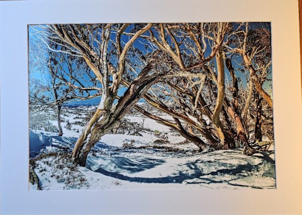 Perisher Snowgums #2 by Wanda Lach