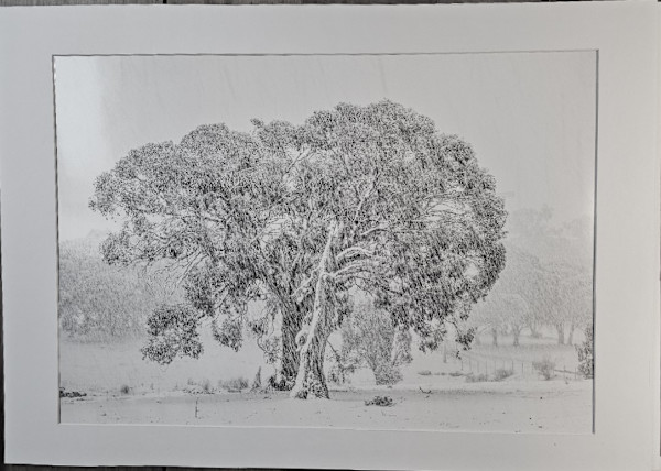 Snowgum in a Snowstorm framed by Wanda Lach
