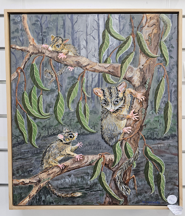 Pygmy Possums by Halcyon Thomas