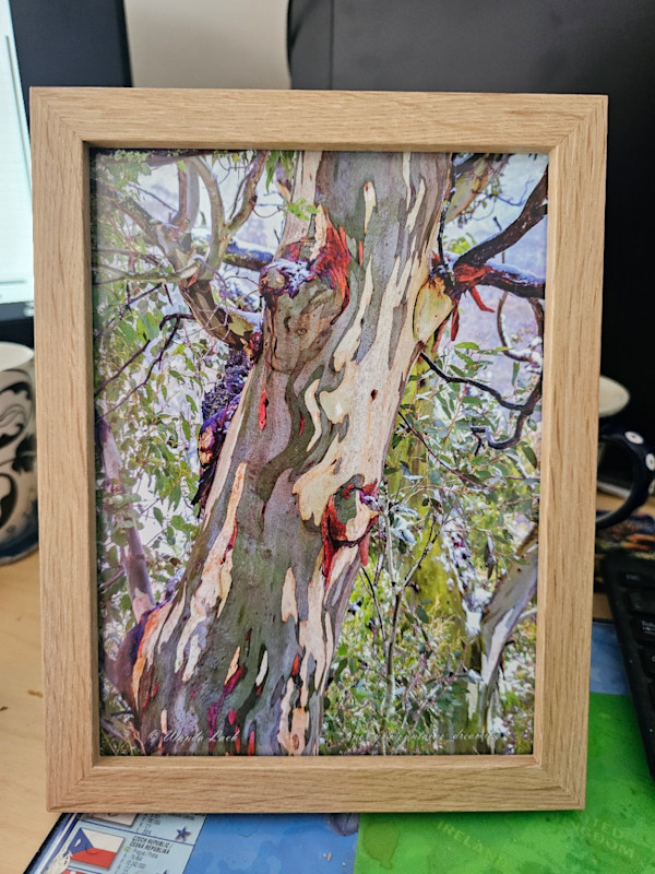 Snow gum colours 2 by Wanda Lach