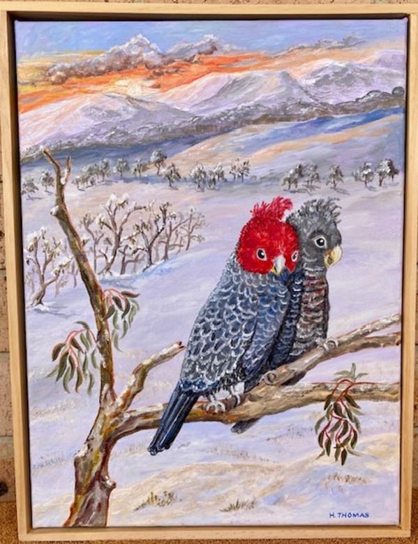 Gang Gang Cockatoos by Halcyon Thomas