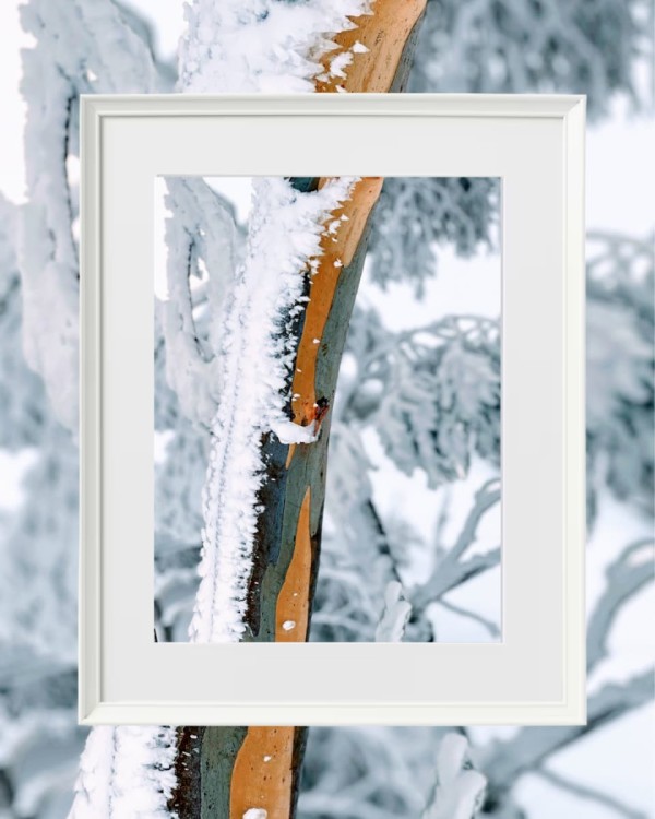 Bright Snow Gums III by Fiona Latham-Cannon