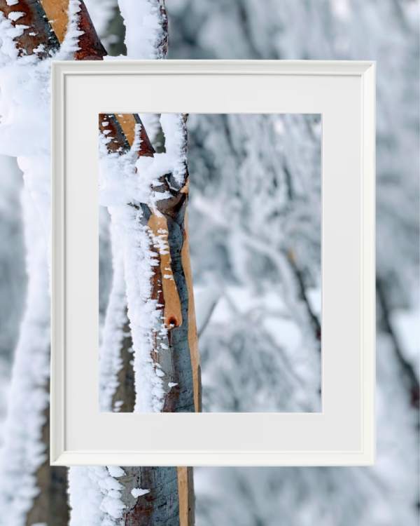 Bright Snow Gums I by Fiona Latham-Cannon