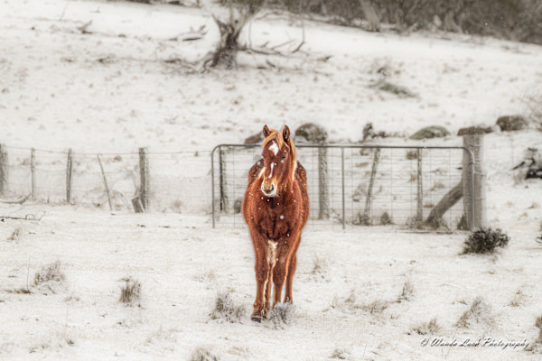 Foal's First Snow by Wanda Lach