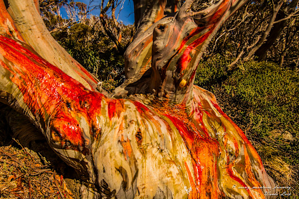 Snowgum Colours by Wanda Lach