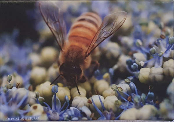 Busy Bee by Olivia Burke