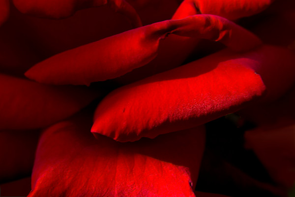 Red Velvet Rose by Wanda Lach