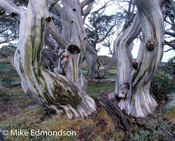 Ramshead Snow Gums by Mike Emondson