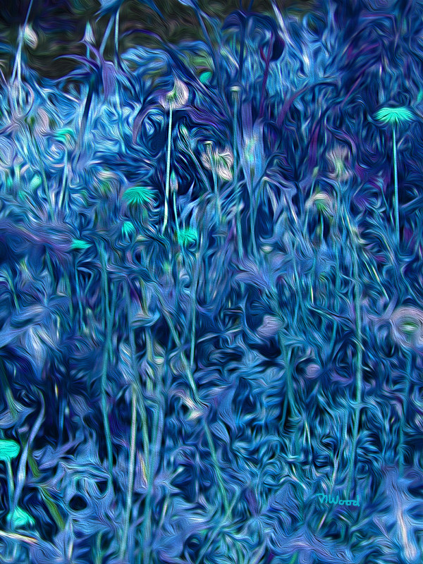 Dandelions Blue by Nancy J. Wood