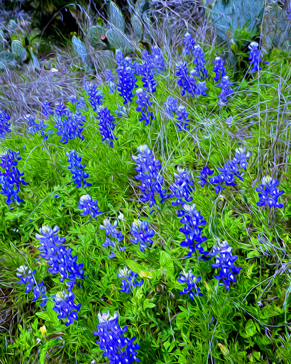 Wild Bluebonnets by Nancy J. Wood, Image 1.