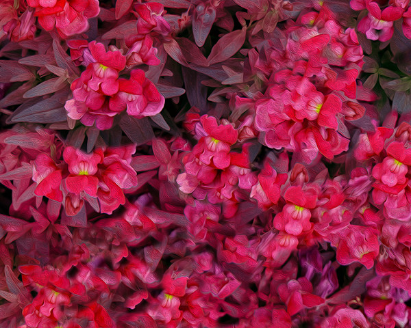 Fantasy Flowers Red by Nancy J. Wood