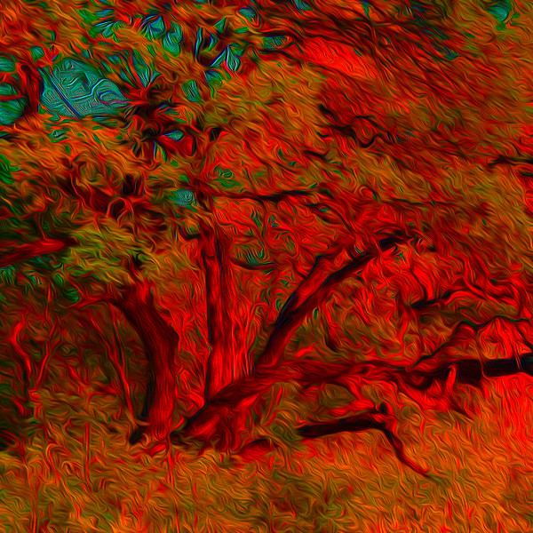 Burning Bush Red by Nancy J. Wood