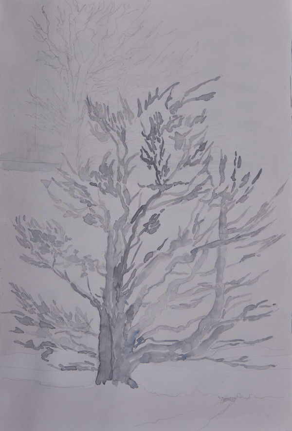 Study for Knight's Town Cypress by Ghislain Pfersdorff