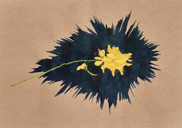 Genêt du Perron by Ghislain Pfersdorff