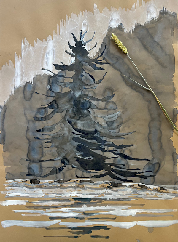 Stanley Park blue pine by Ghislain Pfersdorff