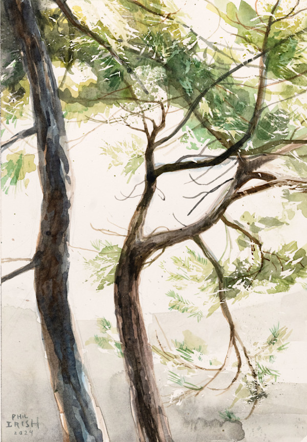 Killarney Trees by Phil Irish, Image 2.
