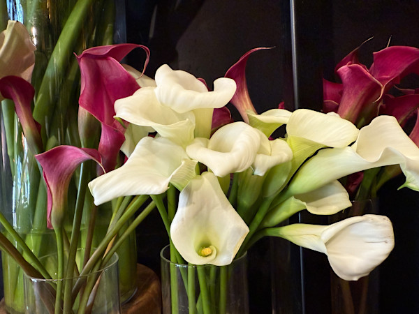 Calla Lily by Andrea