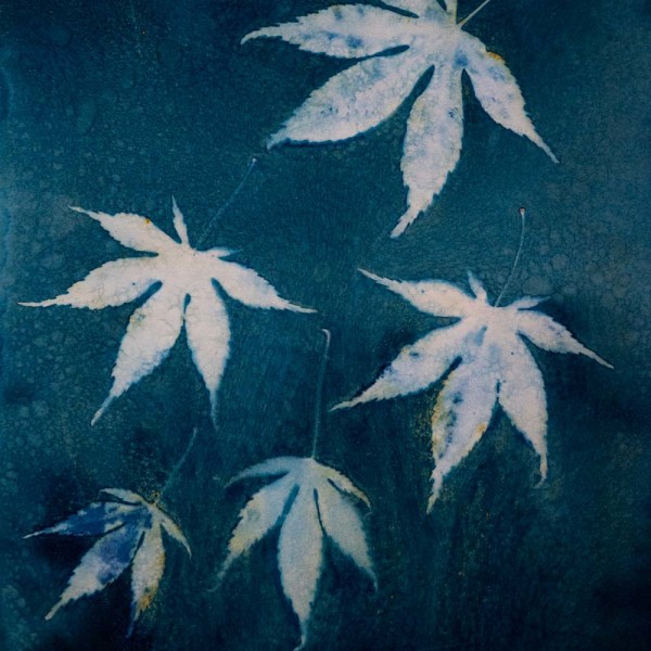 Falling Maple Leaves by Linda Palmer